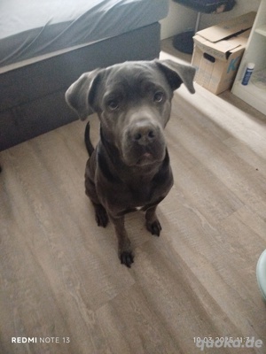 Unser Buddy sucht ein Liebevolles Zuhause 