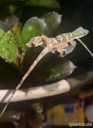 Anolis Bahorucoensis 1.1
