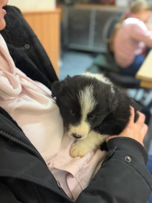 Frodo - Border Collie Welpe