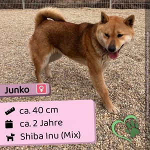 Junko - aktiv, freundlich, verträglich