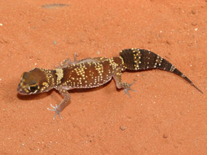 Dickschwanzgecko, nephrurus milli (männchen)
