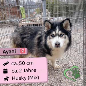 Ayani - verträglich, vorsichtig