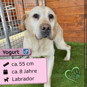 Yogurt - neugierig, verträglich, lieb