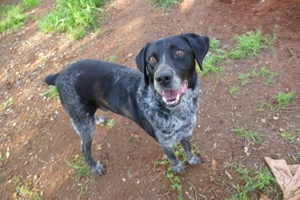 Mischlingsrüde Paco sucht sein Zuhause