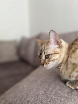 Bengal Kitten