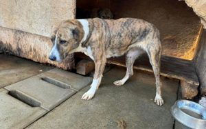 Vorsichtig hält Liana Ausschau Bild 6