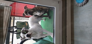 OEB x Amerikanische Bulldoggen suchen ein neues Zuhause