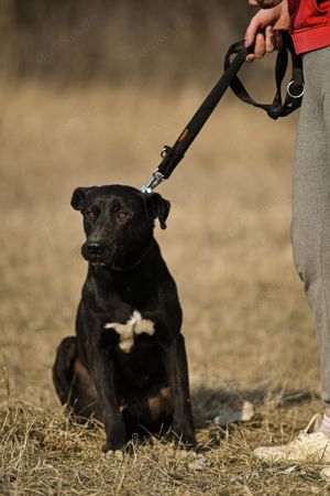 Amoulette, liebevolle Hundedame, ca. 5 Jahre, ca. 45 cm, ca. 22 Kg