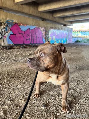 American Billy   Brindle 