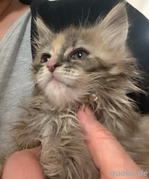 zuckersüße main coon kitten 