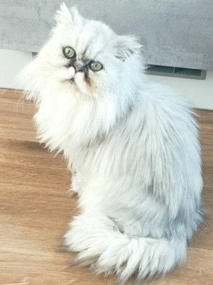 Perserkater Kater Katze zu verschenken 