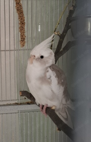 Nymphensittiche 