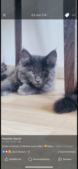 Kater sucht dich zum decken