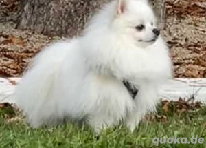Pomeranian Zwergspitz Deckrüde (--- KEIN VERKAUF !!!!! ---)