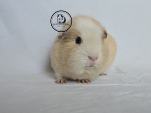 Meerschweinchen s KASTRAT Simba Rex creme weiß Crested