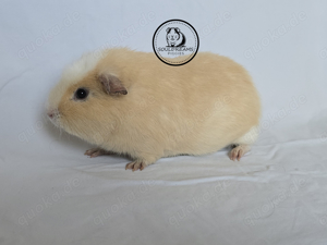 KASTRAT d Simba Meerschweinchen Rex creme weiß Crested