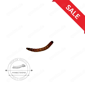 Mehlwürmer lebend 100g (Reptilien Fische Hühner Igel Vögel) aus Deutschland