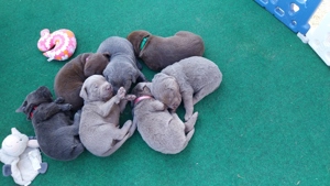 Labrador Welpen reinrassig 