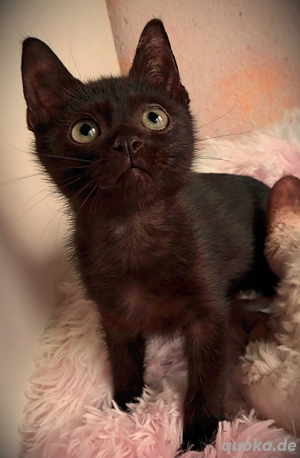 Bkh ,Devon Rex-Mix  Kätzchen  Bild 2