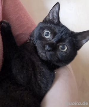 Bkh ,Devon Rex-Mix  Kätzchen 