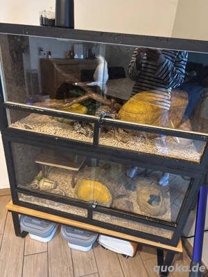 2 Königspython inkl Terrarium 