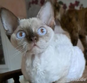 Bkh ,Devon Rex-Mix  Kätzchen  Bild 3
