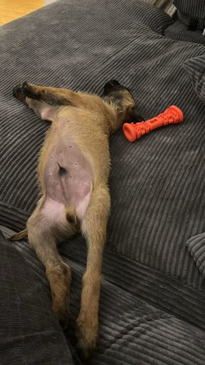 Malinois in guten Hände abzugeben.