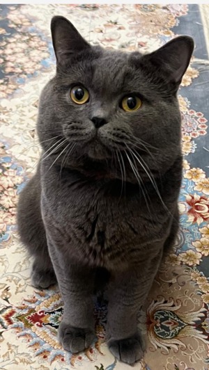 Deckkater Bkh blau