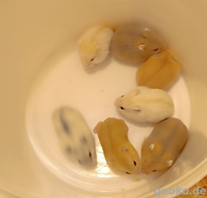 Süsse Zwerghamster Babys 