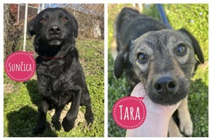 Suncica & Tara, Mutter und Tochter, suchen gemeinsames Zuhause