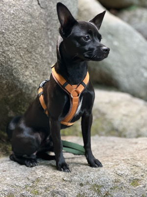 Prager Rattler Chihuahua Mix 