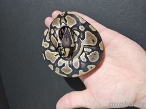    0.1 het Piebald 66% DH Ultramel Ghost   Weibchen zu verkaufen!   