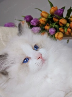 Ragdoll Kitten mit WCF Stammbaum aus Champion Verpaarung Bild 3