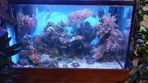 Besatz (nur komplett) eingefahrenes Meerwasseraquarium  abzugeben