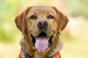 Mr. Sam, 4 Jahre - Labrador - Tierhilfe Franken e.V. Bild 3