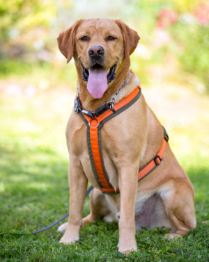 Mr. Sam, 4 Jahre - Labrador - Tierhilfe Franken e.V. Bild 9