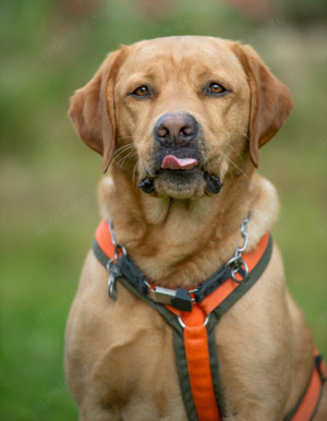 Mr. Sam, 4 Jahre - Labrador - Tierhilfe Franken e.V. Bild 5