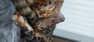 2 Bengal-Mädchen suchen dringend ein neues Zuhause
