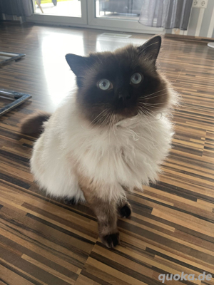 Ragdoll-Deckkater Bild 3