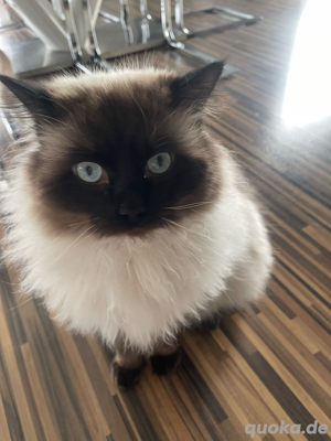 Ragdoll-Deckkater Bild 2