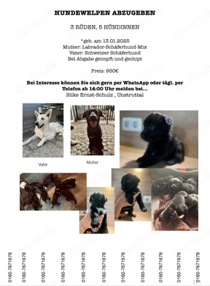 Labrador-Schäferhund Welpen