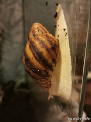 4 Schnecken Archachatina marginata ovum Silver Body Amelanistic 
