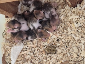 Hamsterbabys Goldhamster Teddyhamster 