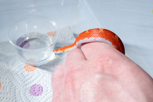 0.1 Hypo Bloodred Pied Kornnatter