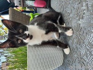 Kater sucht neues Zuhause 