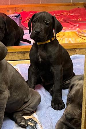 Deutsche Dogge Welpen