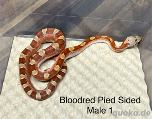 Kornnattern NZ 2024 - Bloodred Pied Sided