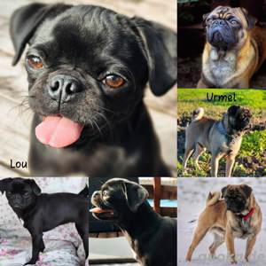 Mops Altdeutsche Mopszucht 