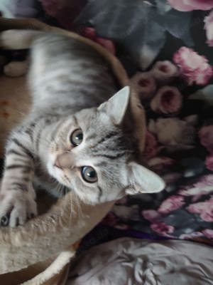 Britisch Kurzhaar kitten 