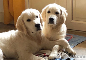 Golden Retriever Welpen - liebevolle Junghündinnen mit Stammbaum abzugeben
